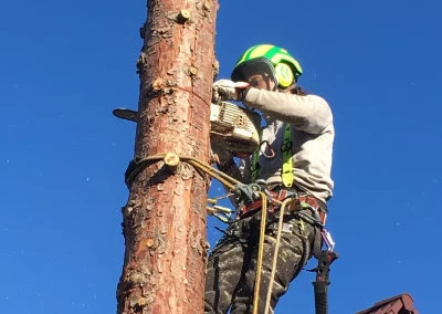 Démontage de thuyas